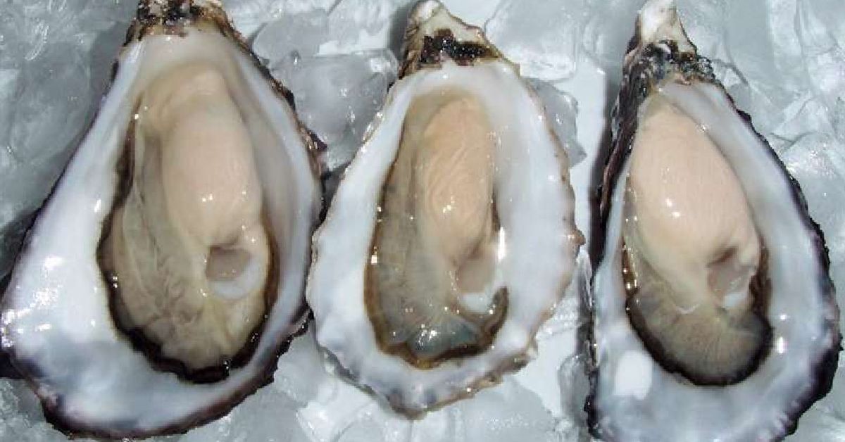 three oysters