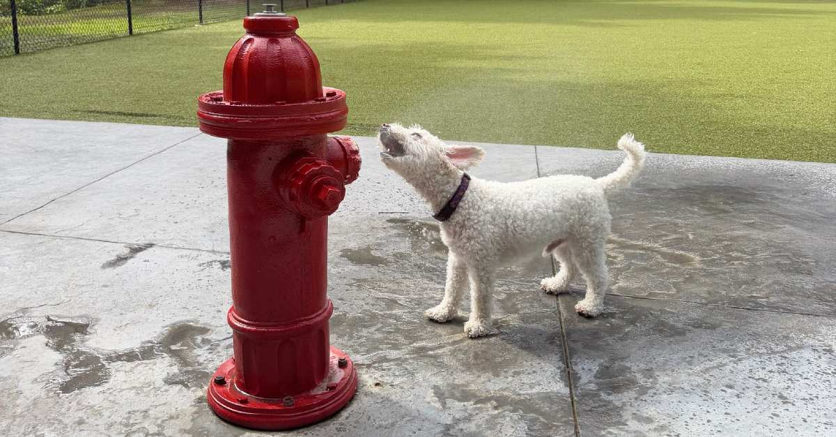 dog playing with water spraying fire hydrant