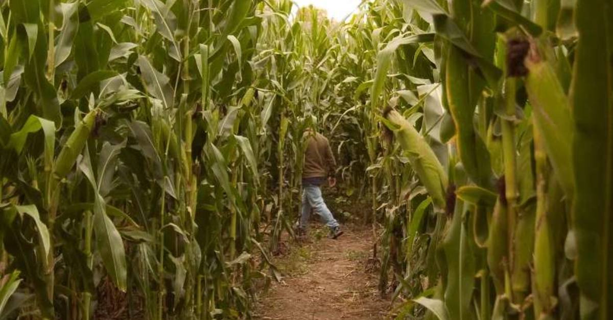 person in corn maze