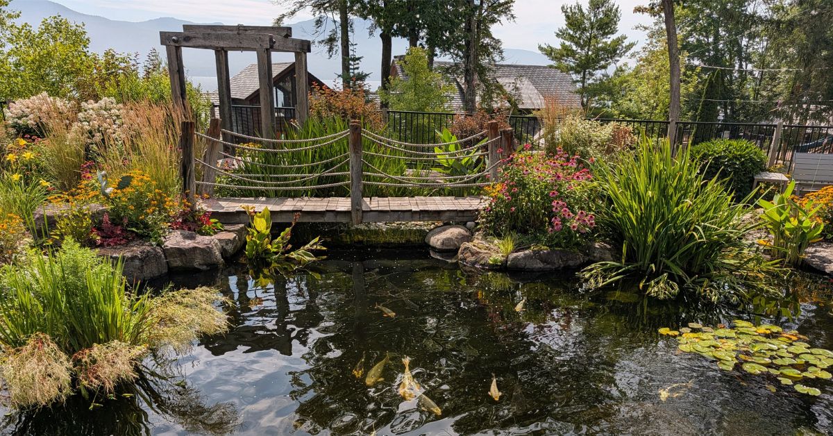koi pond