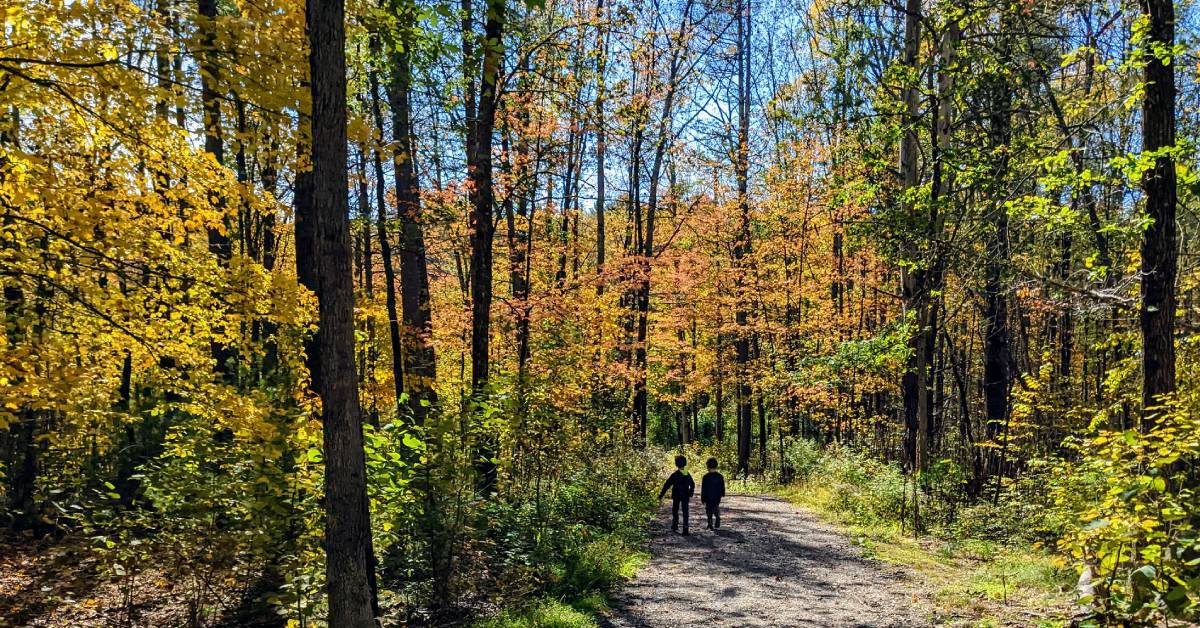 two little boys walking down path in wood surrounded by foliage