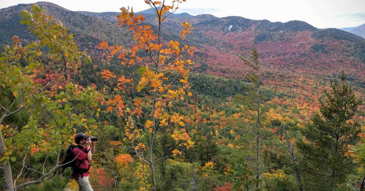 man photographing foliage on mountain summit