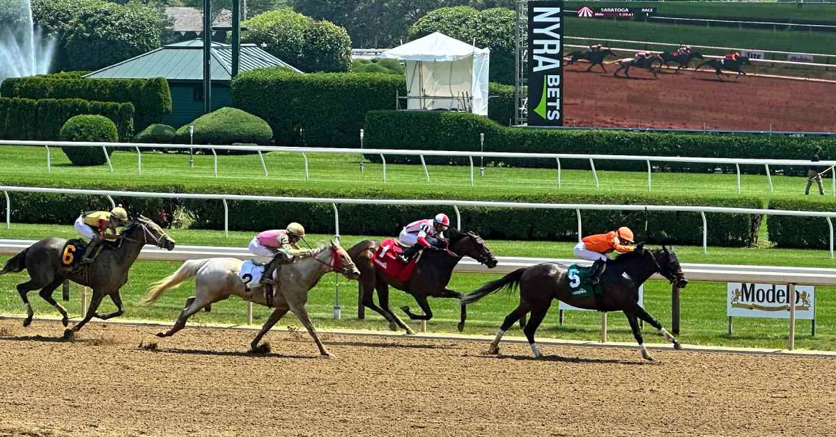 Thoroughbred racehorses competing at Saratoga Race Course
