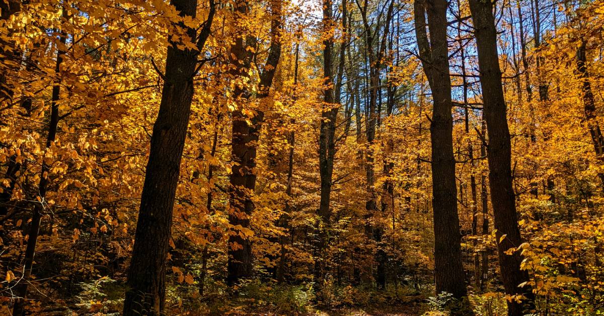 fall foliage in woods