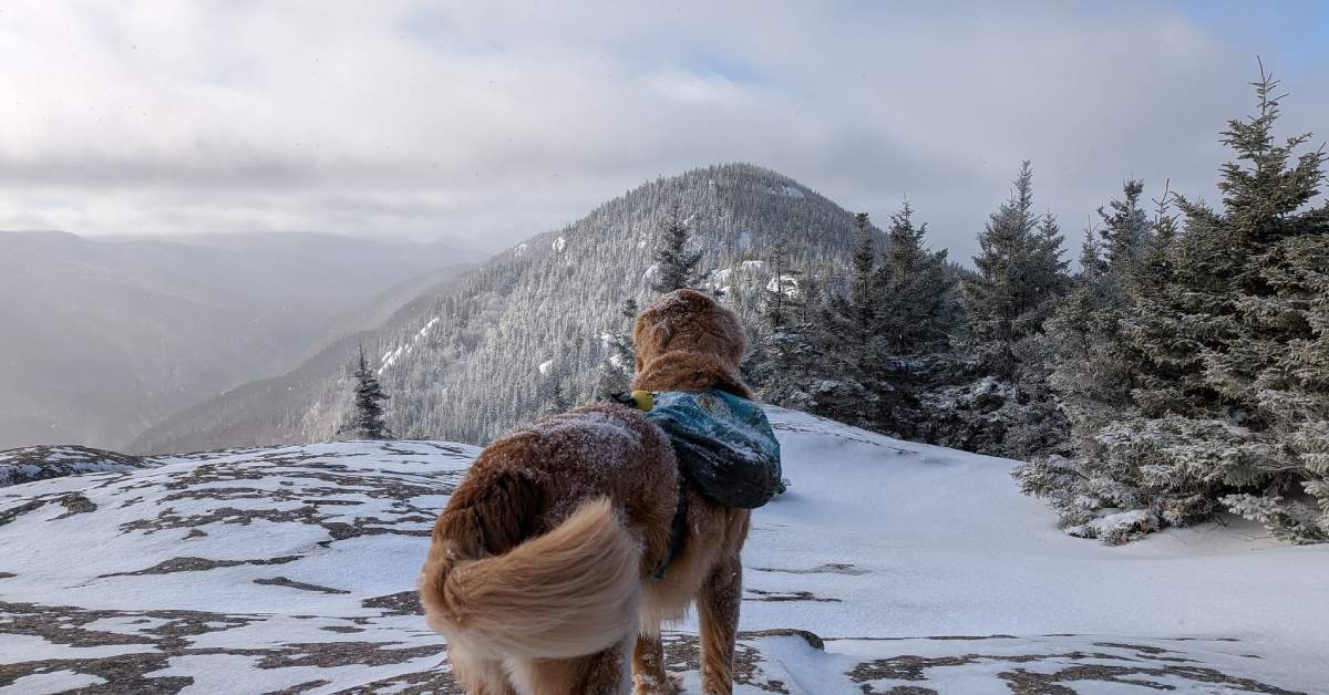 dog on pitchoff mtn in winter