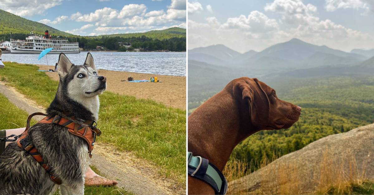 left, dog in lake george, right dog on a mountain