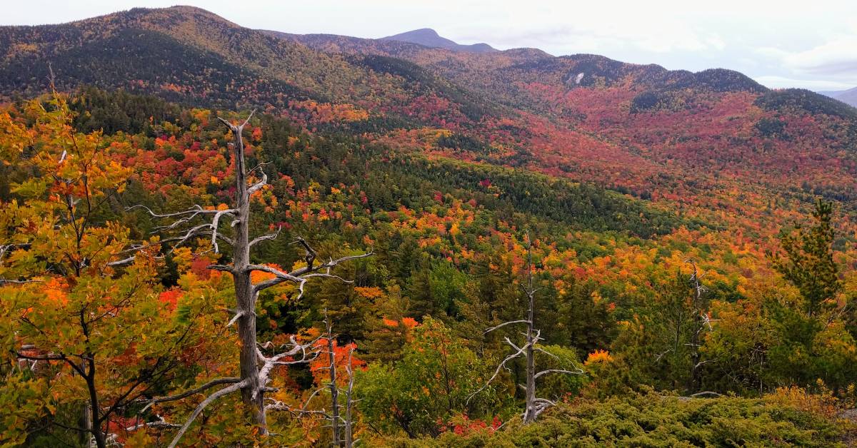 fall foliage mountains