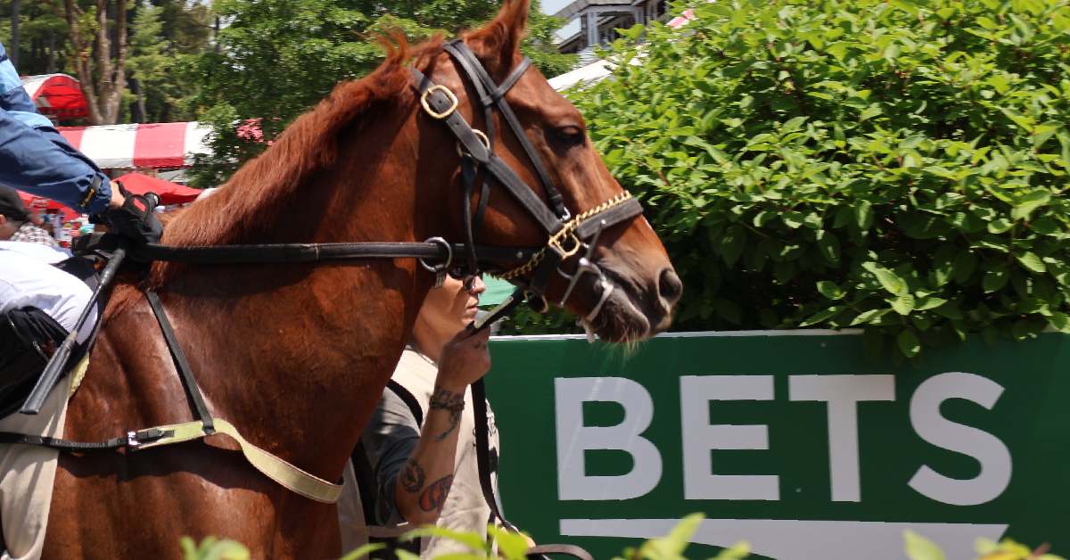 horse at track