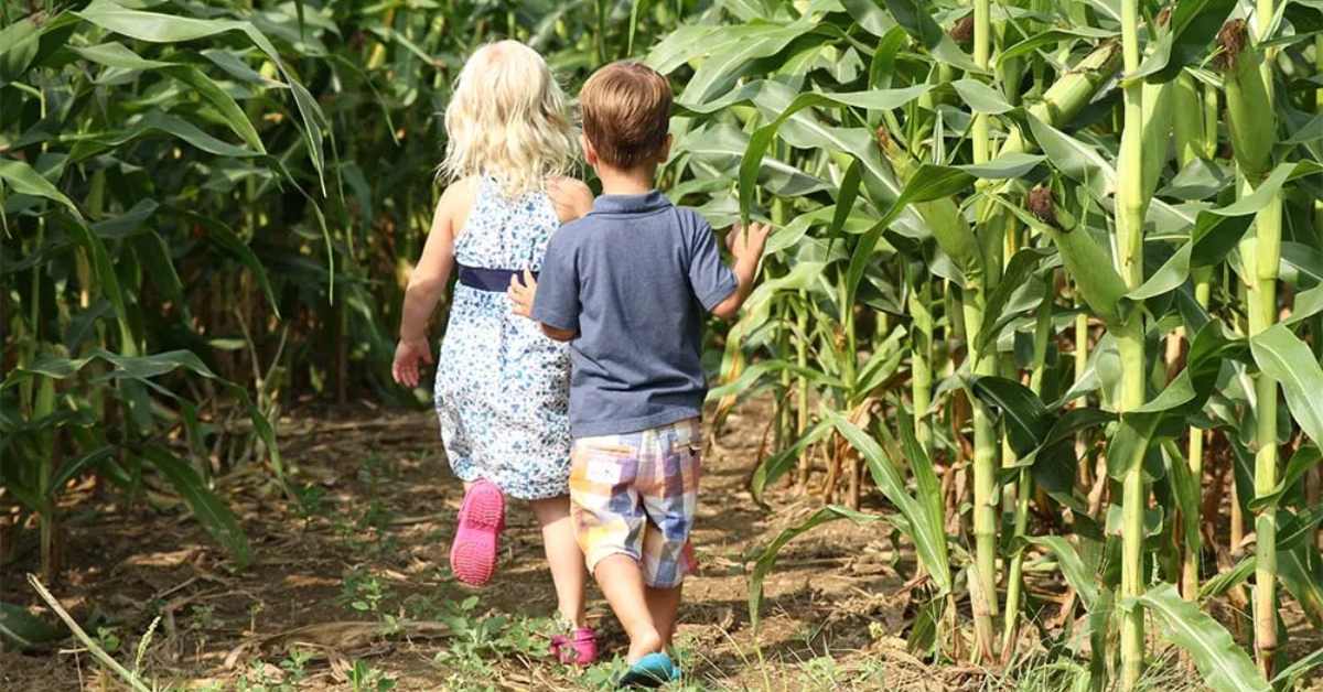 girl and boy entering a corn maze