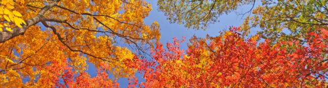 trees with bright colored leaves