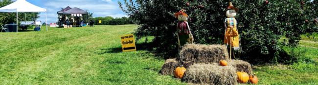 scarecrows and pumpkins in an apple orchard