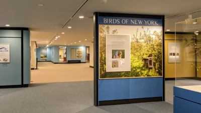 birds of new york display in museum