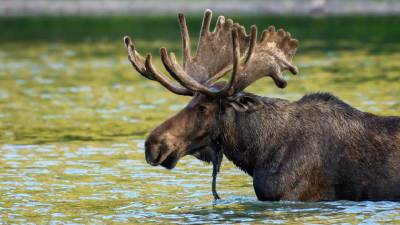 moose in water