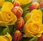 tulips and flowers