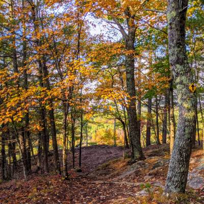 fall foliage trail