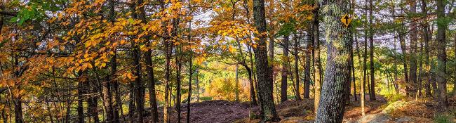 fall foliage trail