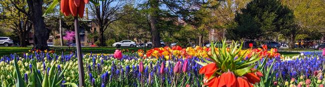 tulips and flowers in bloom in foreground, albany street with cars in background