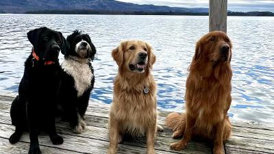 four dogs on a dock by lake george