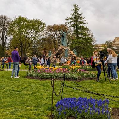 people in washington park in albany while tulips are in bloom