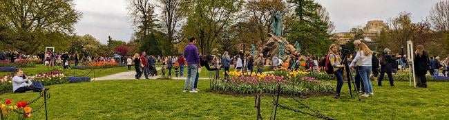 people in washington park in albany while tulips are in bloom