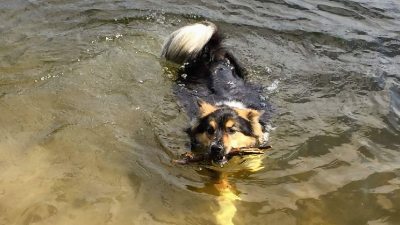 happy dog in water