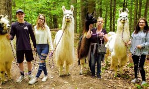 people in woods with llamas