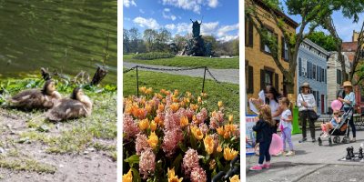 baby ducks, flowers in washington park, people at art on lark