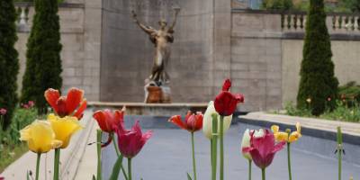 tulips and statue in congress park