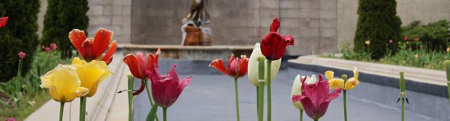 tulips and statue in congress park