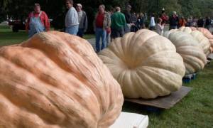 giant pumpkin festival