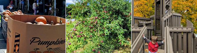 box of pumpkins, apple tree, kid on playground in fall