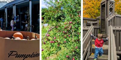 box of pumpkins, apple tree, kid on playground in fall