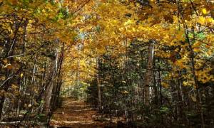 fall foliage on trail