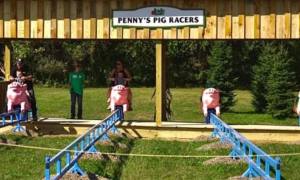 penny's pig racers