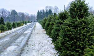 trees at tree farm