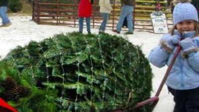 little girl with christmas tree