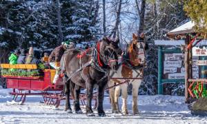 horse-drawn sleigh ride