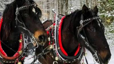 two horses in winter