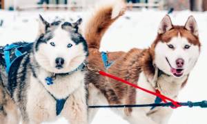 two dog sledding dogs