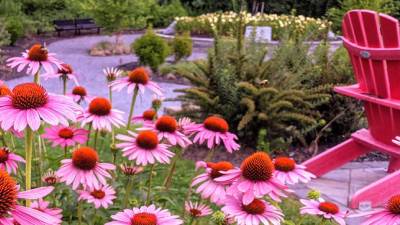flowers and park at hovey pond
