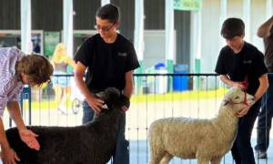 people with sheep at county fair