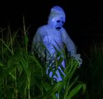 ghost in cornfield