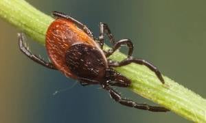 tick on a twig