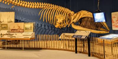 whale skeleton at new york state museum