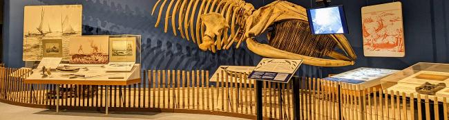 whale skeleton at new york state museum