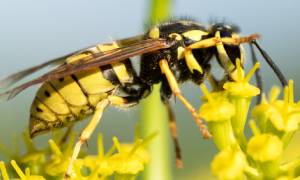 yellowjacket