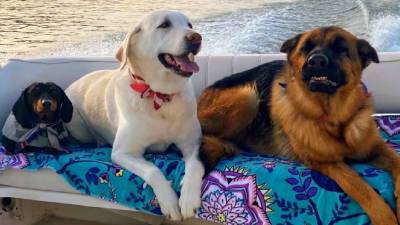 three dogs on a boat