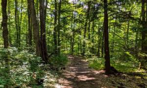 hiking trail in woods