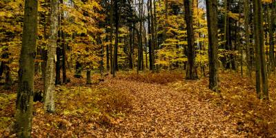 fall in the woods