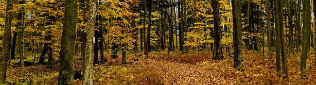 fall in the woods
